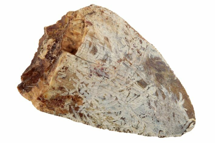 Serrated, Fossil Phytosaur (Redondasaurus) Tooth - New Mexico #192575